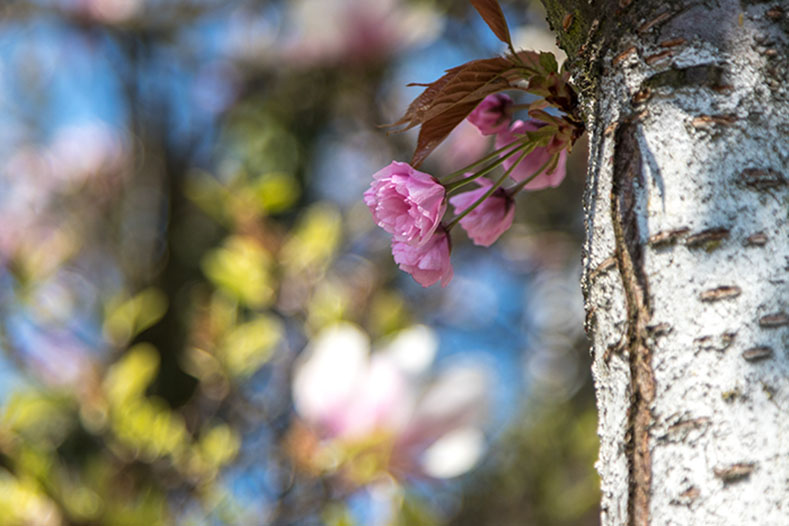 die Kirschblüte