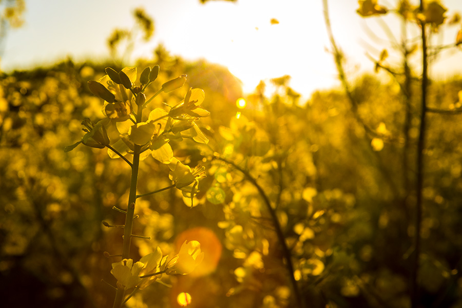 Fotografie: Rapsfeld zur goldenen Stunde im Gegenlicht