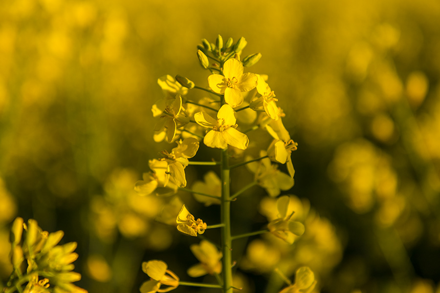 Fotografie: Rapsfeldblüte zur goldenen Stunde