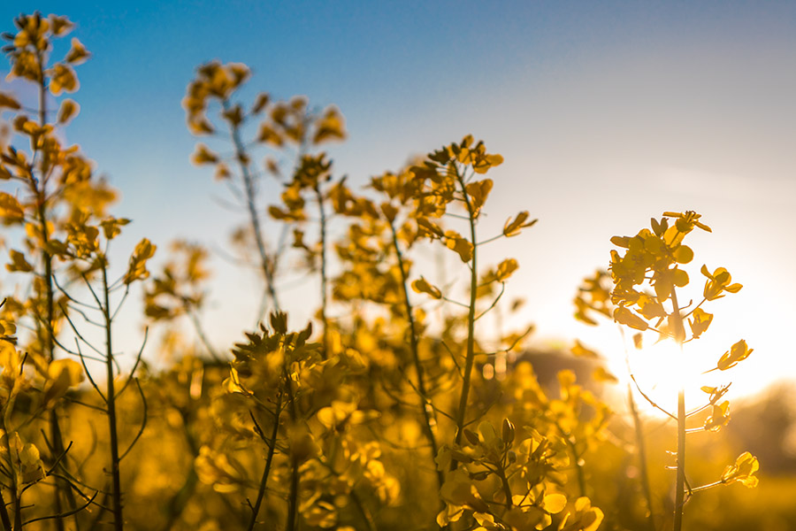 Fotografie: Rapsfeld unter goldenem Himmel