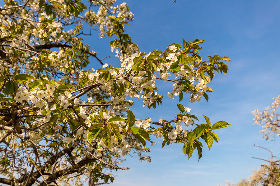 Fotografie: Kirschblüten