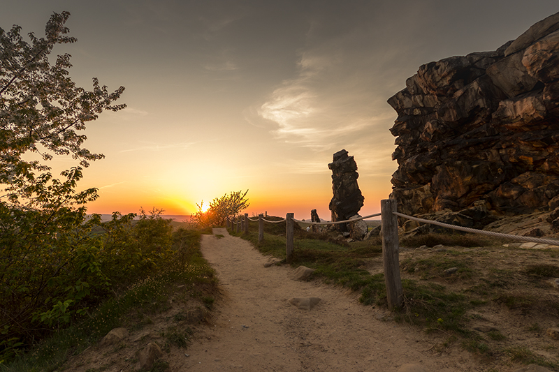 Fotografie: Rapsfeldblüte zur goldenen Stunde